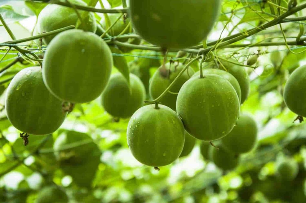 Monk fruit on a tree image